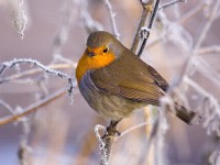 /album/fotogaleria/cucek-22222-jpg/